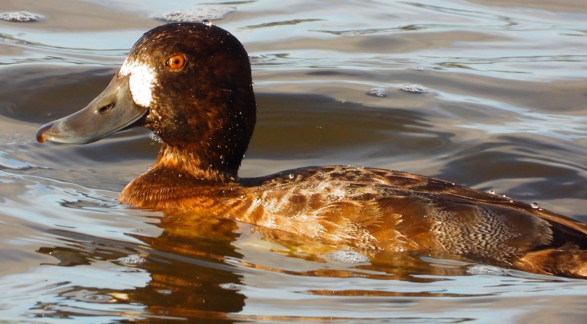 Lesser Scaup - ML645745865