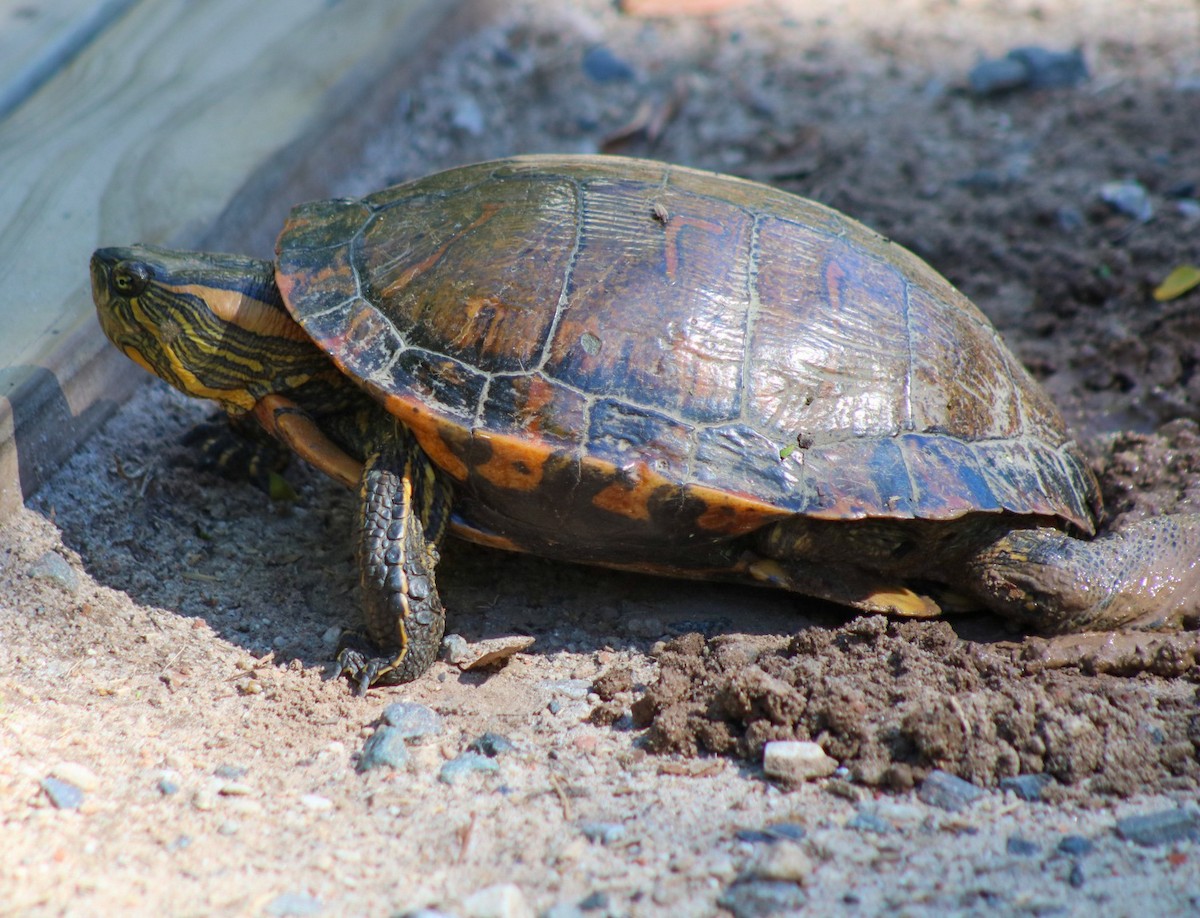 Black-bellied Slider - ML645745866