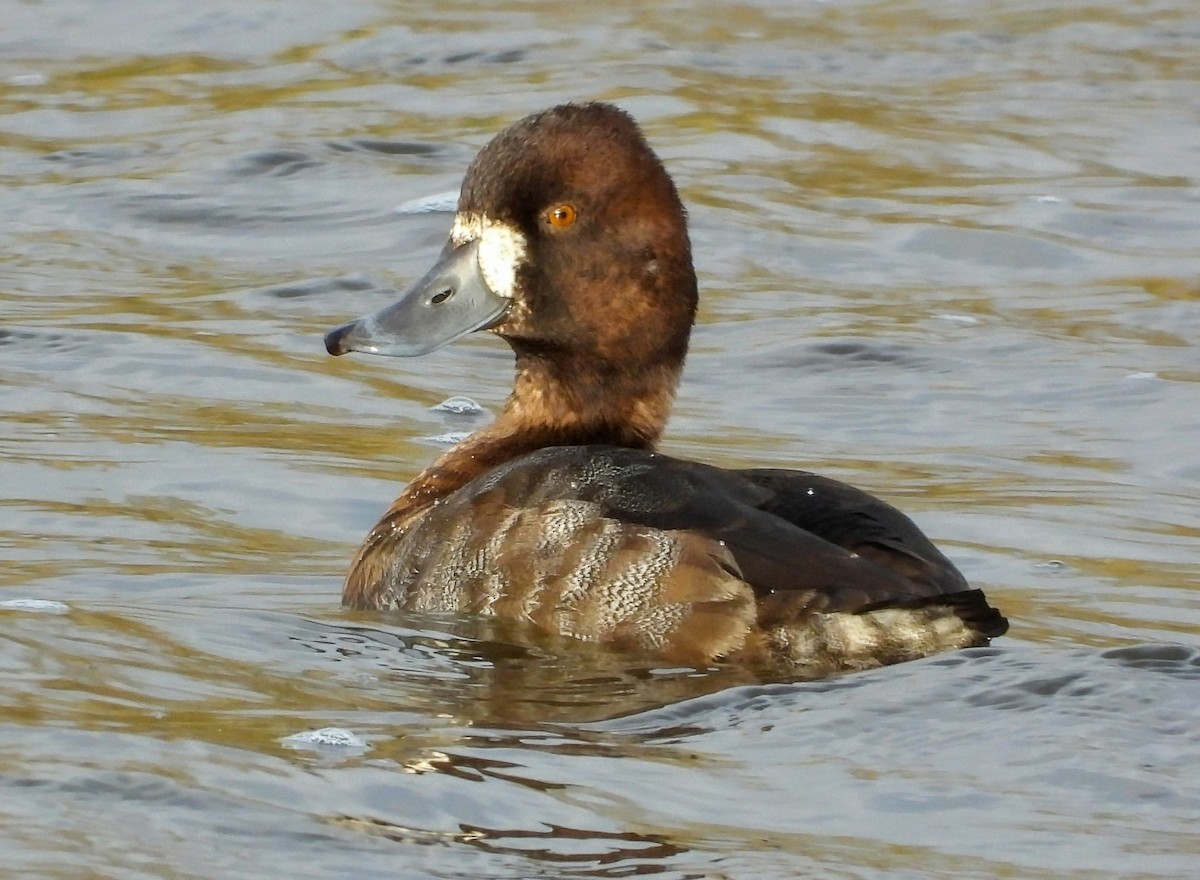 Lesser Scaup - ML645745867