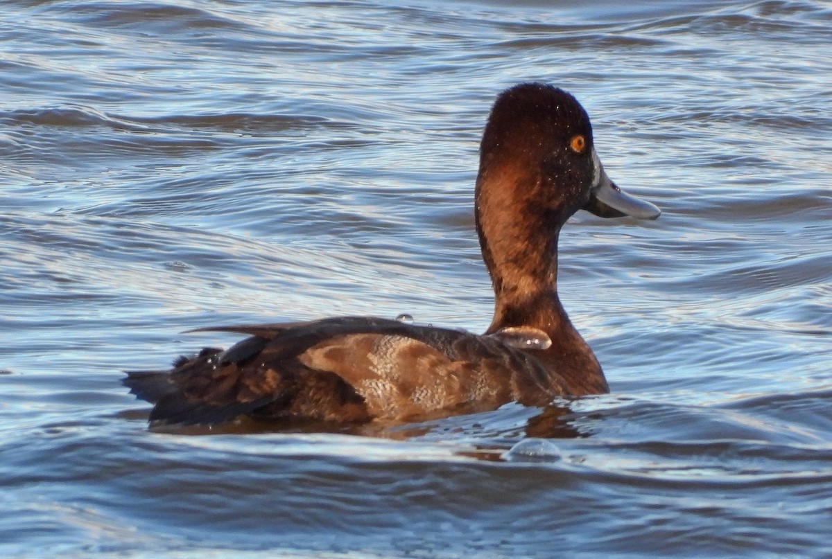 Lesser Scaup - ML645745868