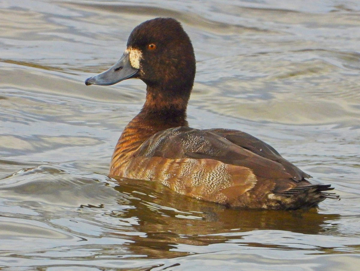 Lesser Scaup - ML645745869