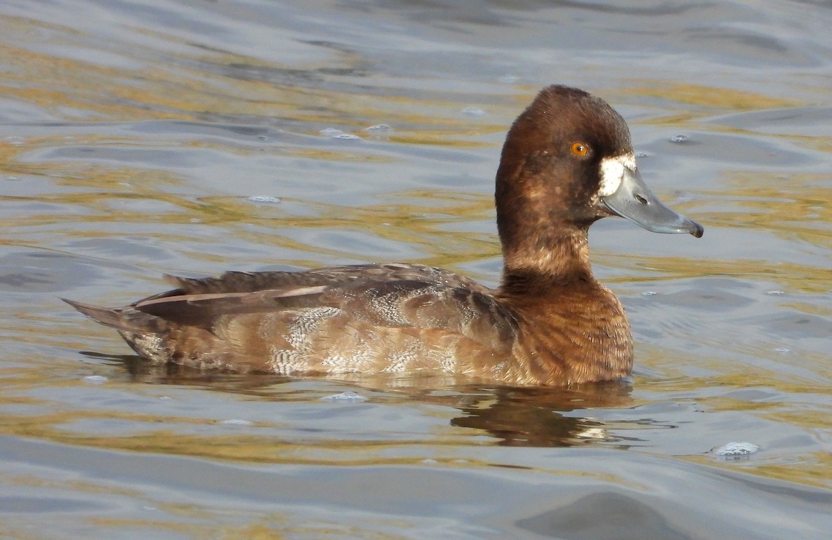 Lesser Scaup - ML645745870