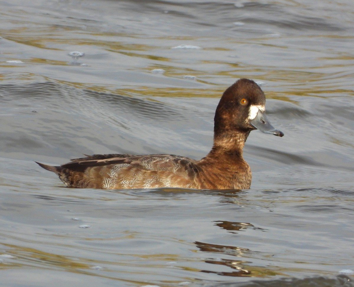 Lesser Scaup - ML645745871