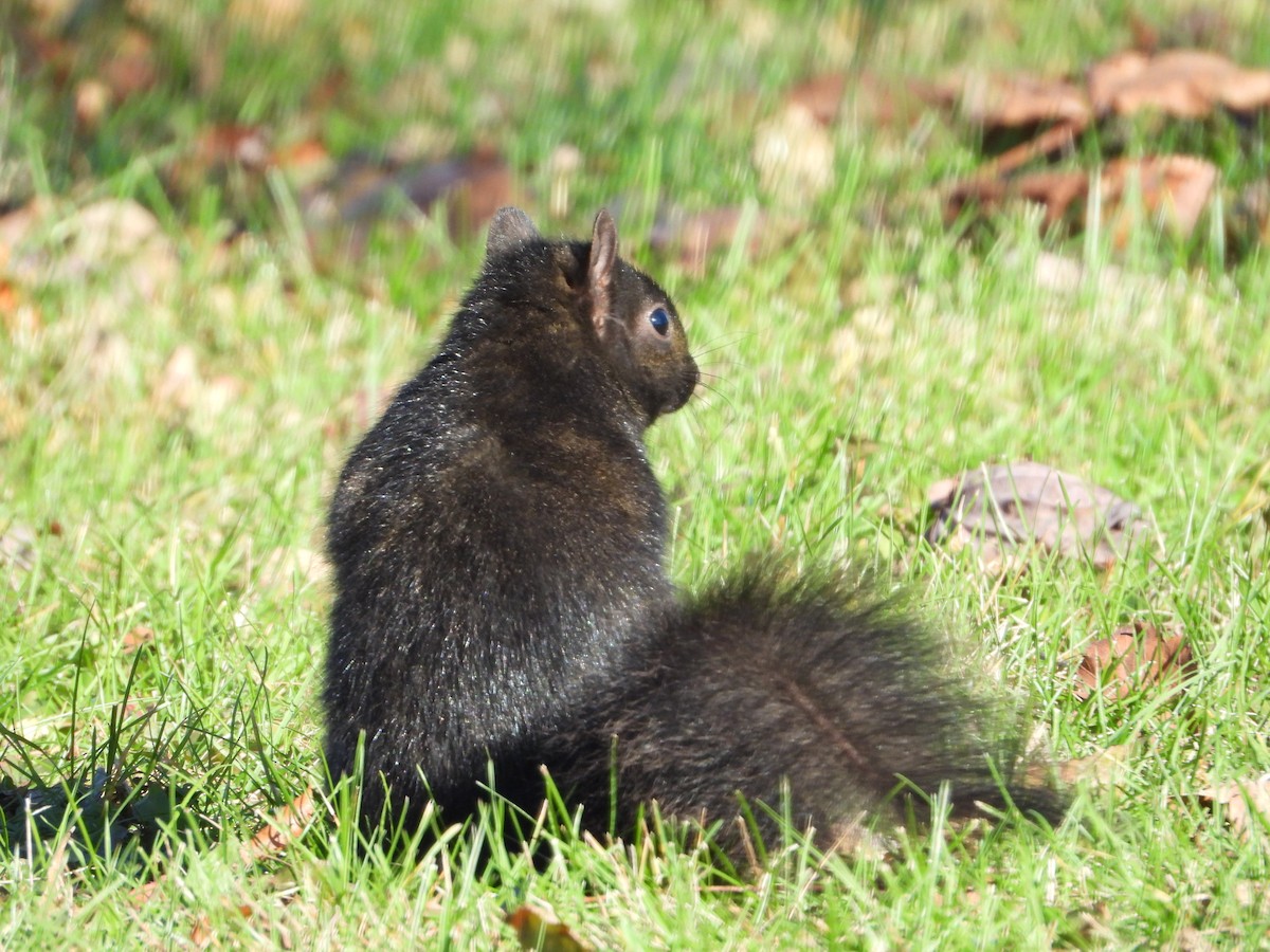 灰松鼠 - ML645745878