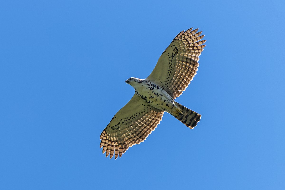 orel zdobený - ML645745879