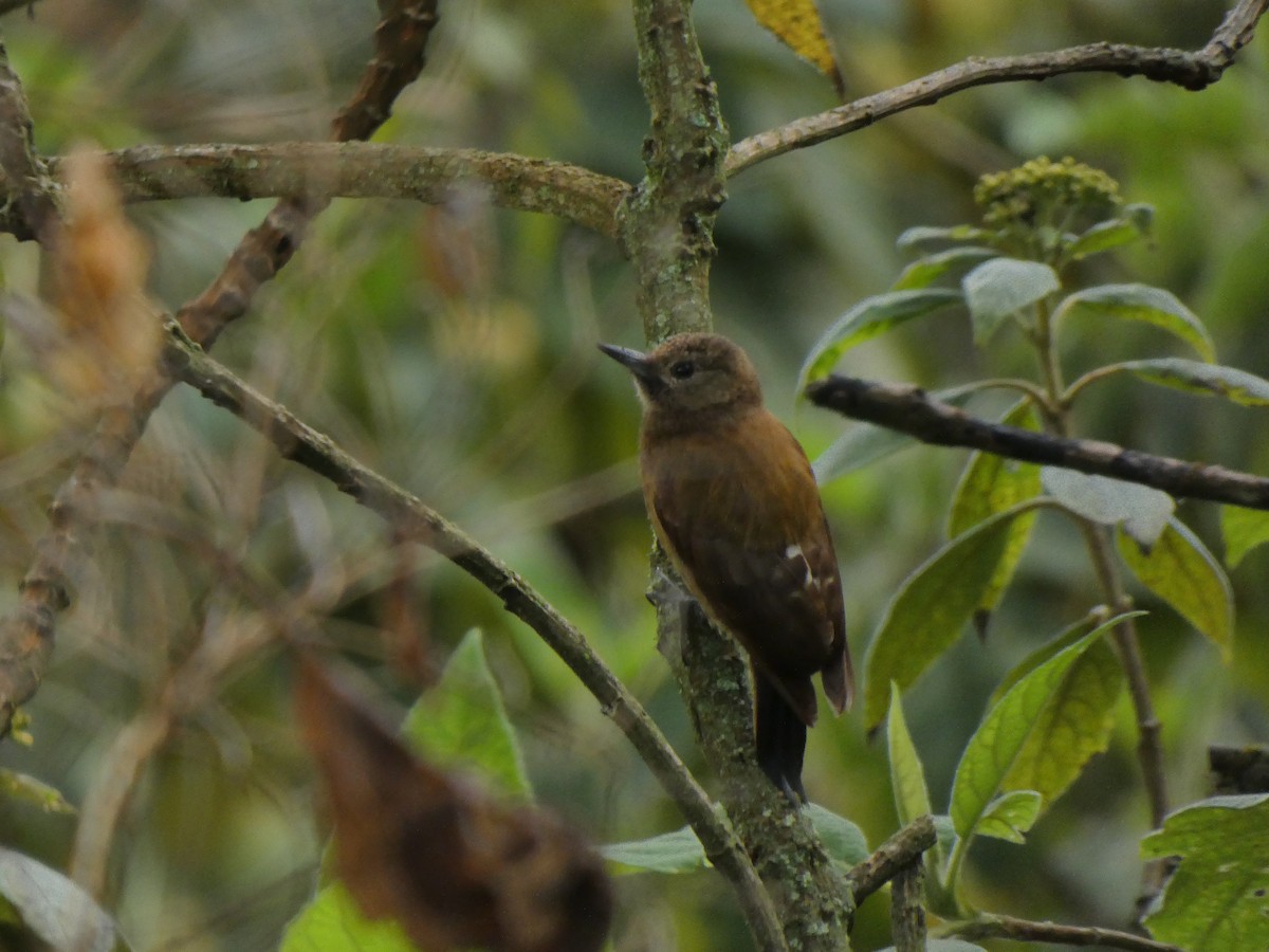 Smoky-brown Woodpecker - ML645745880
