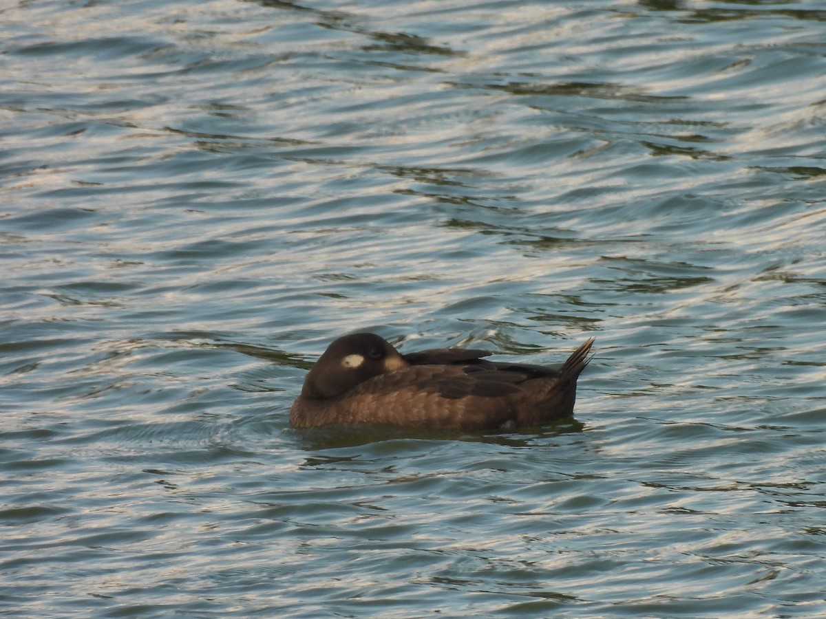 turpan kanadský - ML645745881