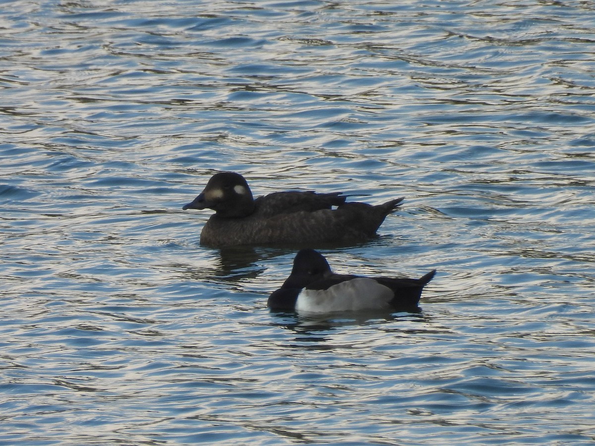 turpan kanadský - ML645745882