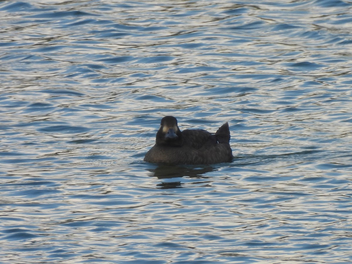 turpan kanadský - ML645745883