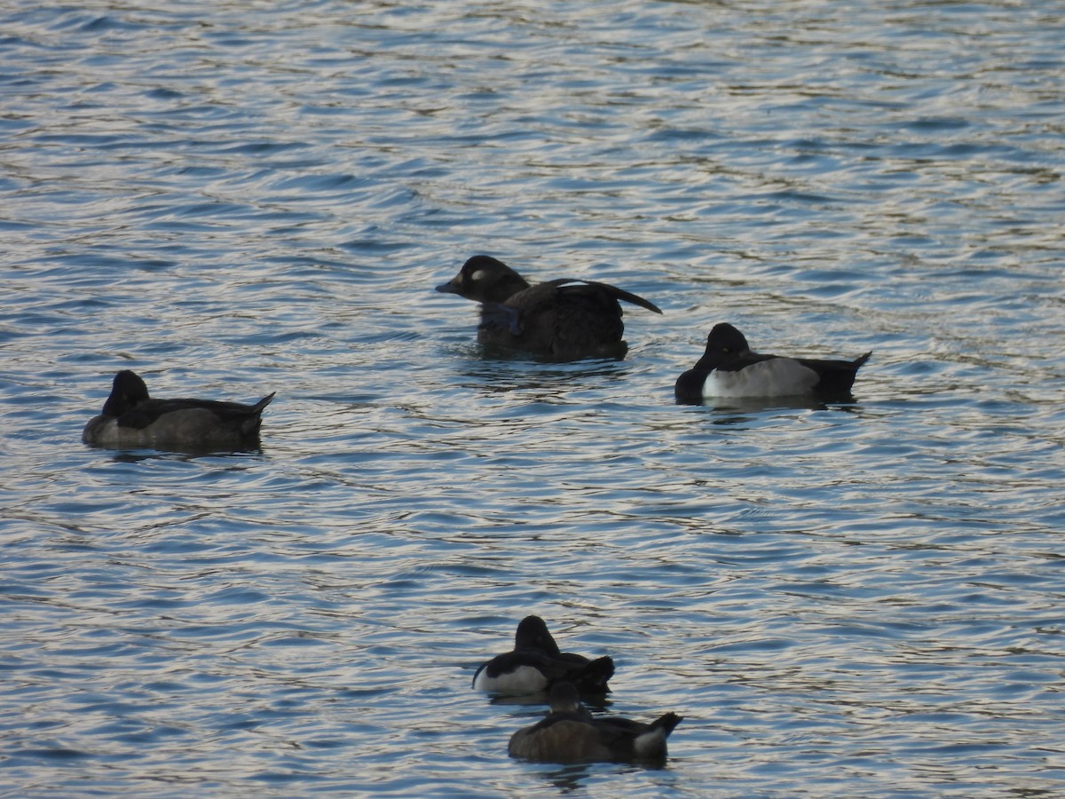 turpan kanadský - ML645745884