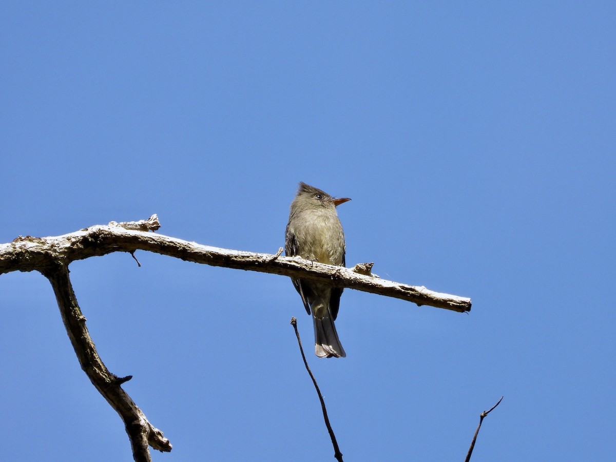 Dark Pewee - ML645745888