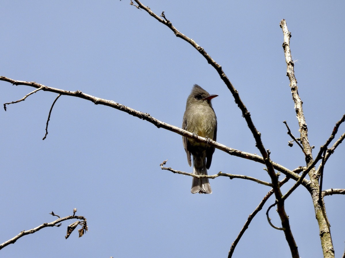 Dark Pewee - ML645745889
