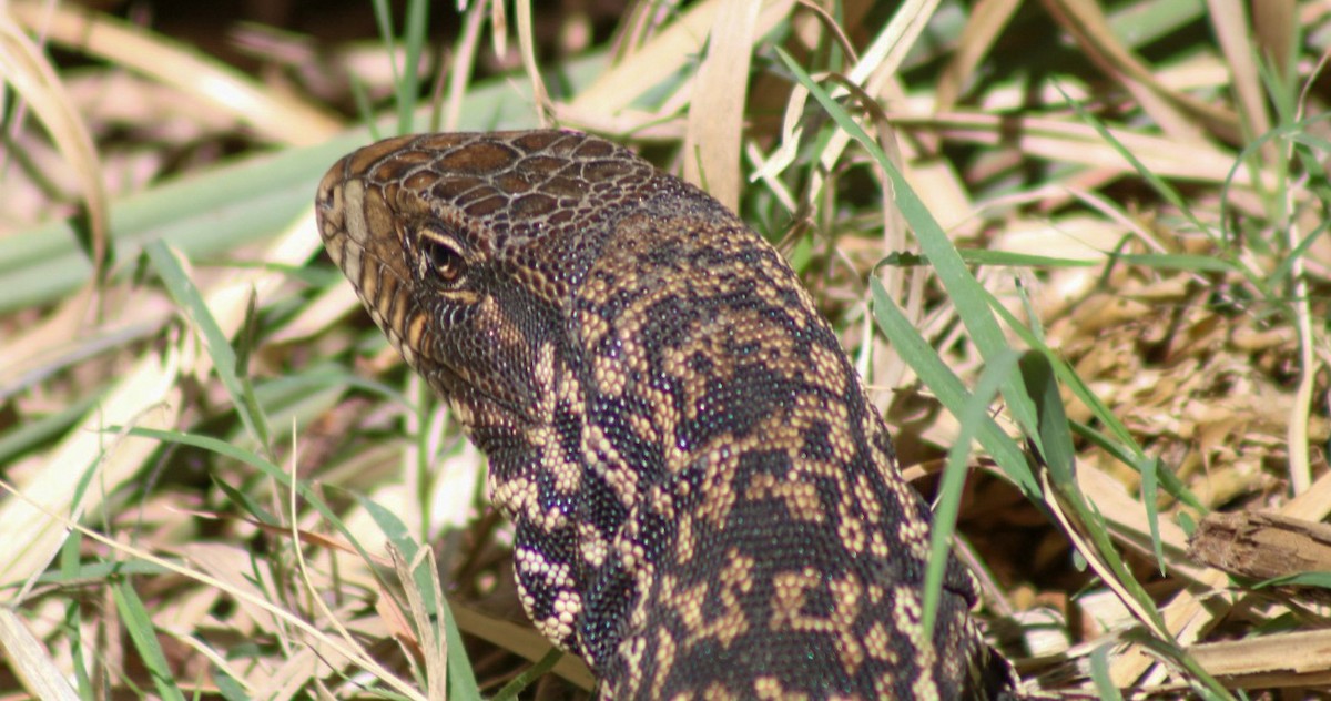 Argentine Black-and-white Tegu - ML645745893