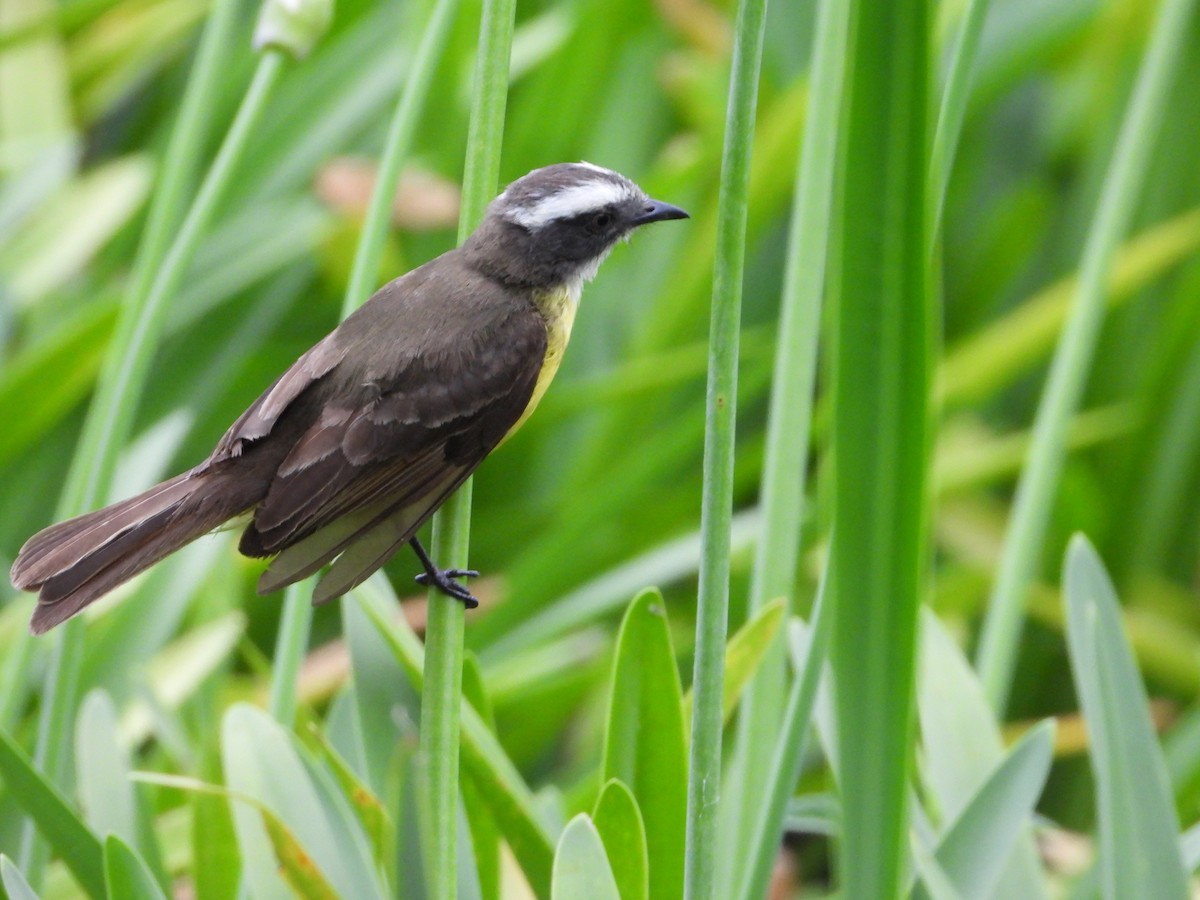 Sosyal Tiran - ML645745896