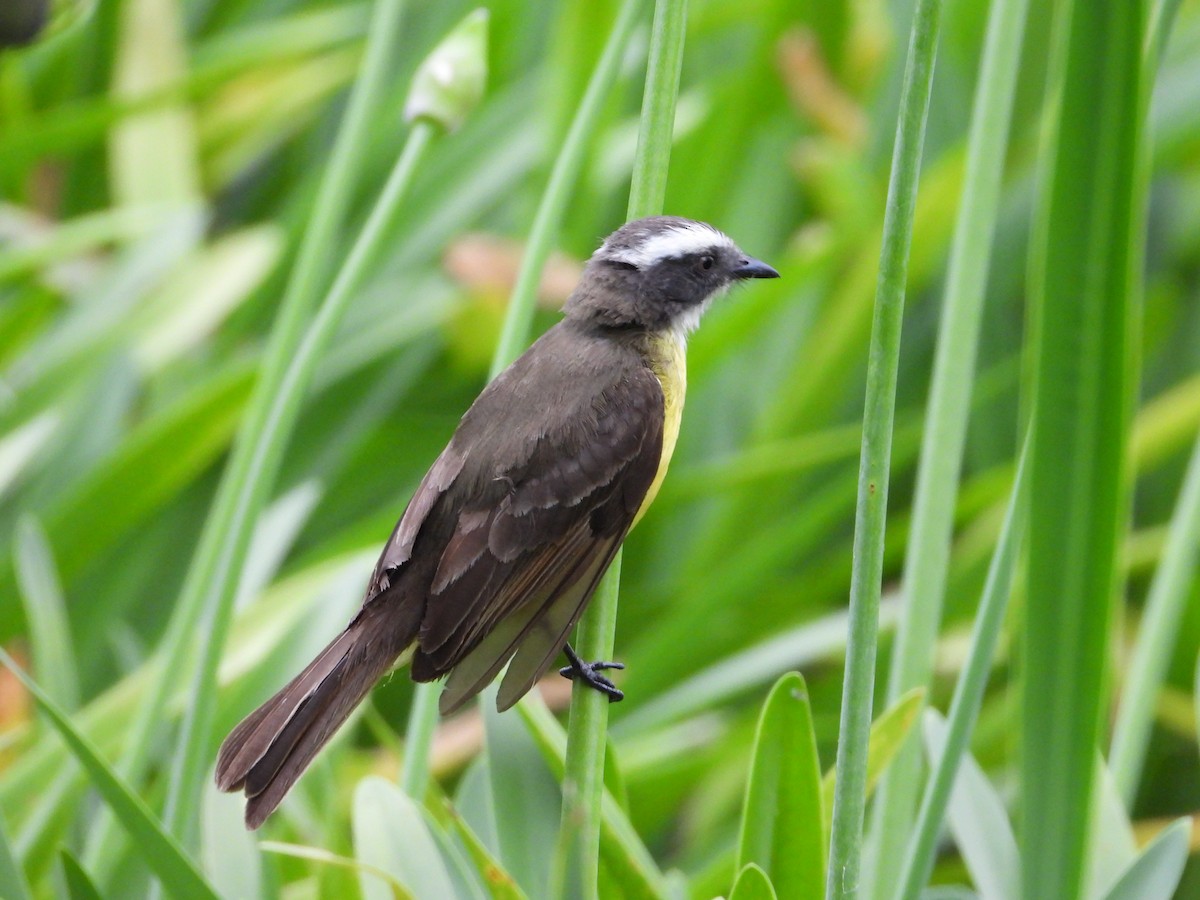 Sosyal Tiran - ML645745897