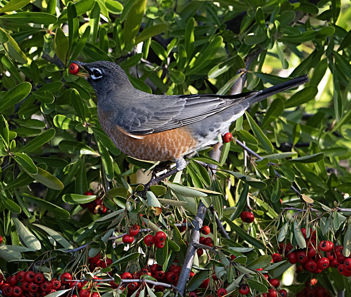 Zozo papargorria - ML645745898