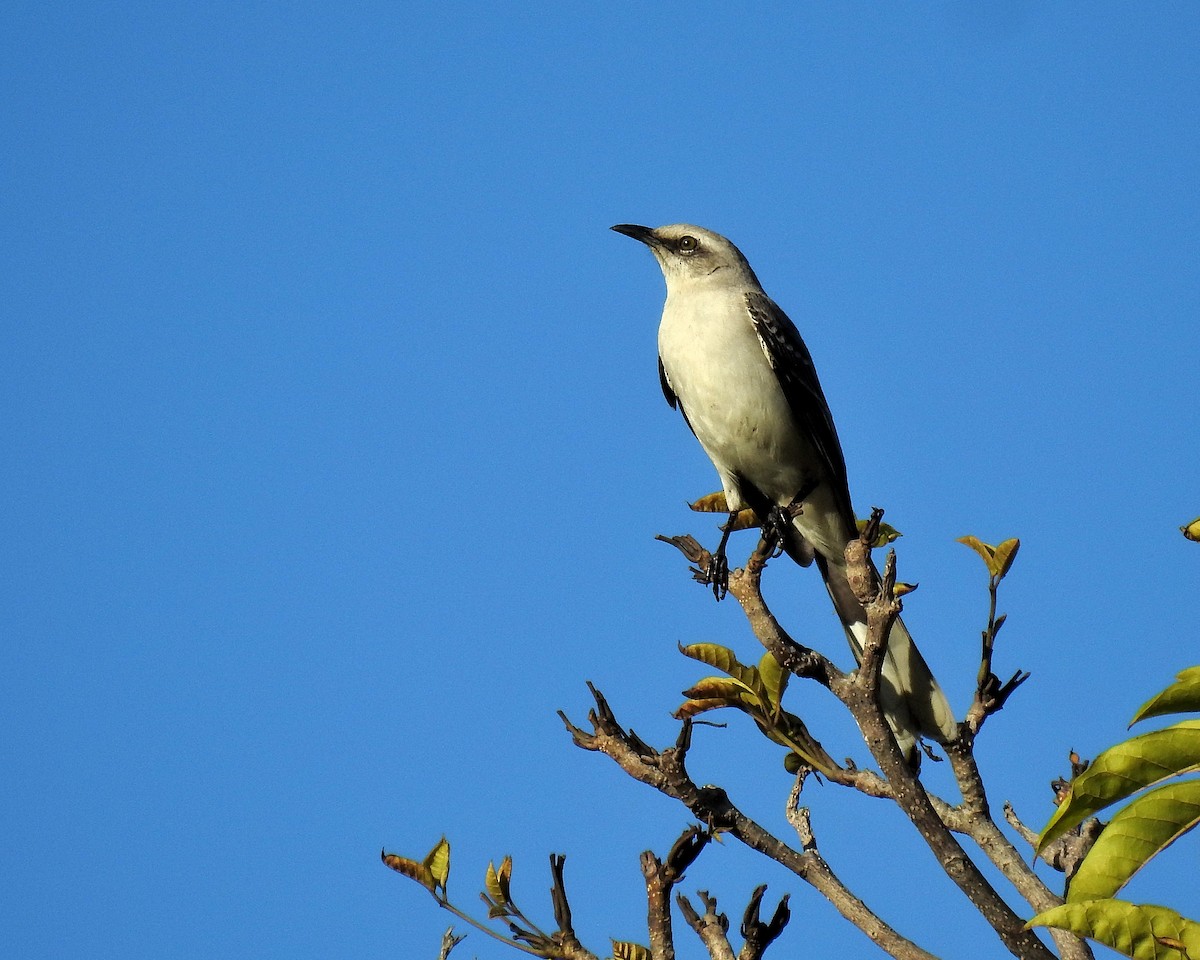Tropical Mockingbird - ML645745902