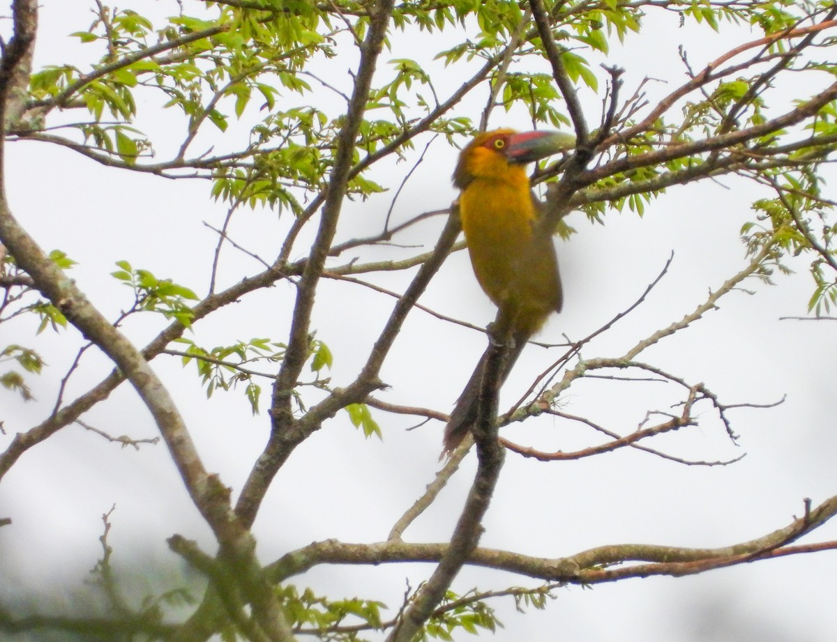 Saffron Toucanet - ML645745903