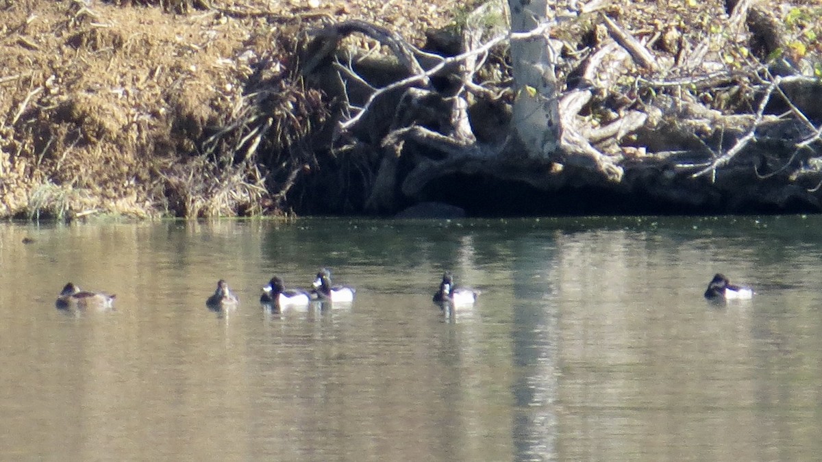 Ring-necked Duck - ML645745915
