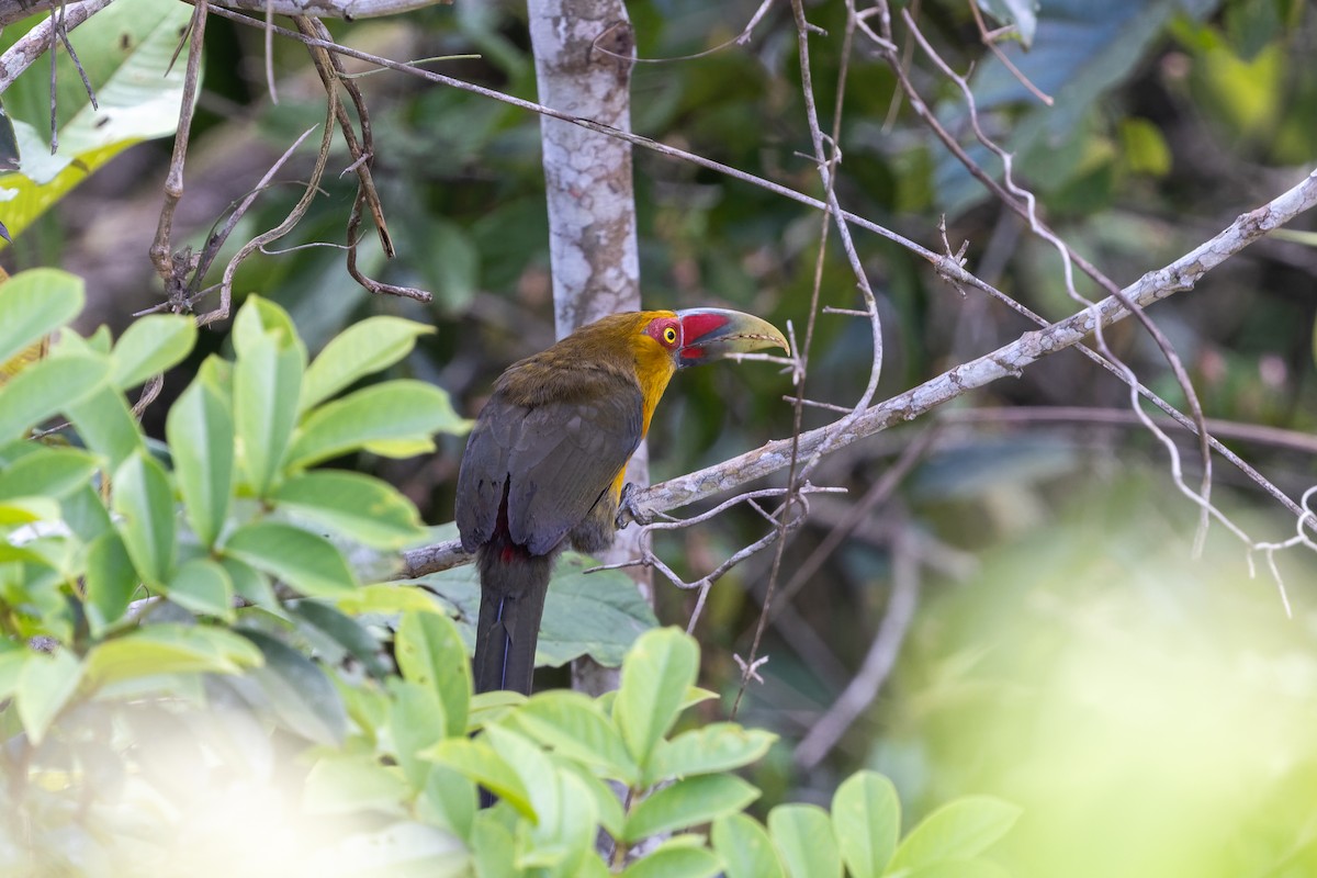 Saffron Toucanet - ML645745916