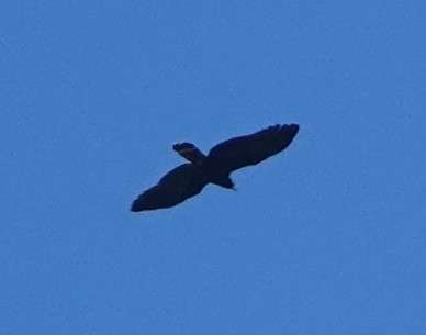 Hook-billed Kite (Hook-billed) - ML645745930