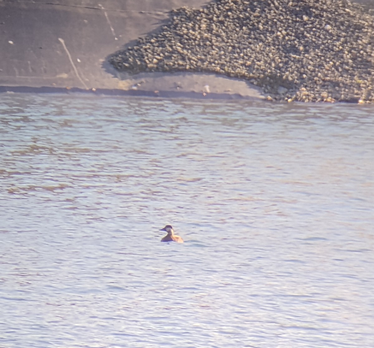 amerikasvartand - ML645745935