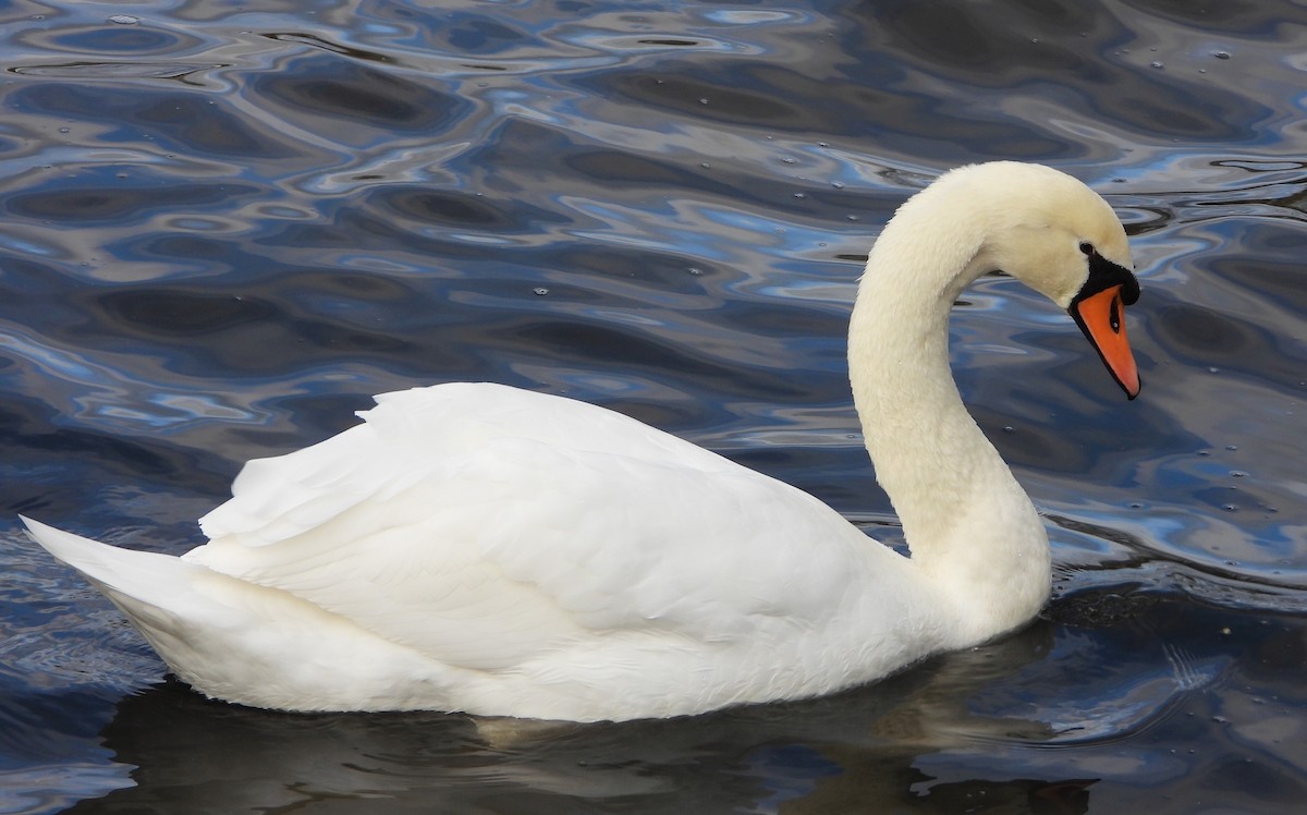 Mute Swan - ML645745937
