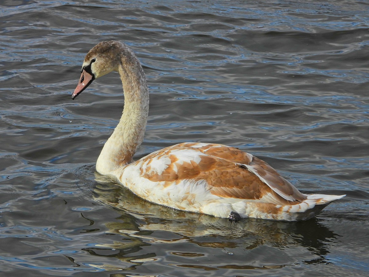 Mute Swan - ML645745938