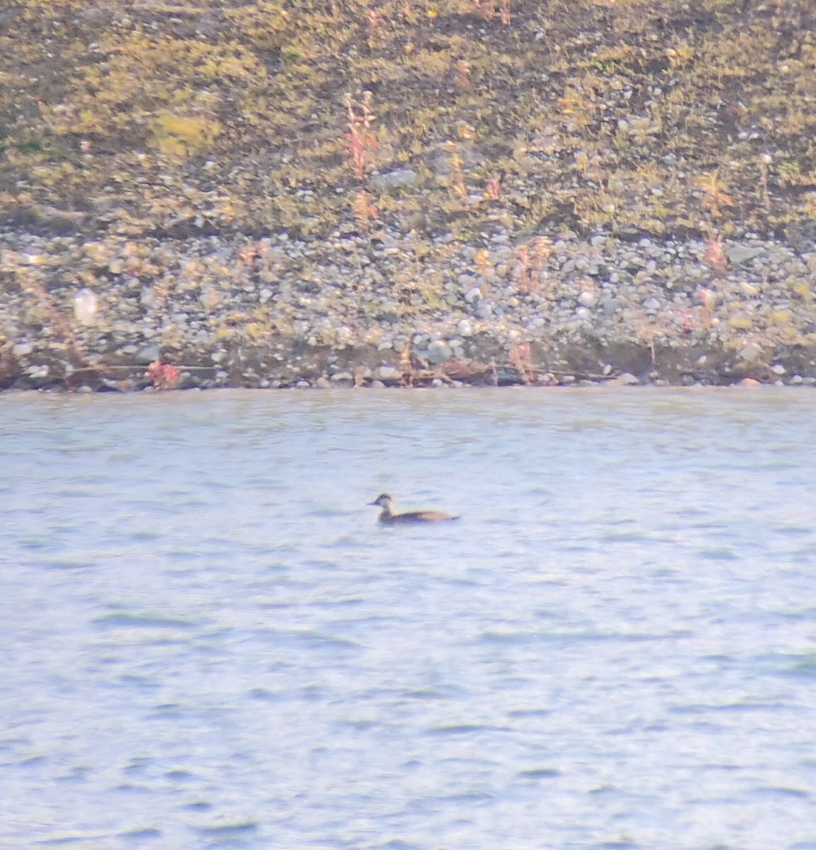 amerikasvartand - ML645745940