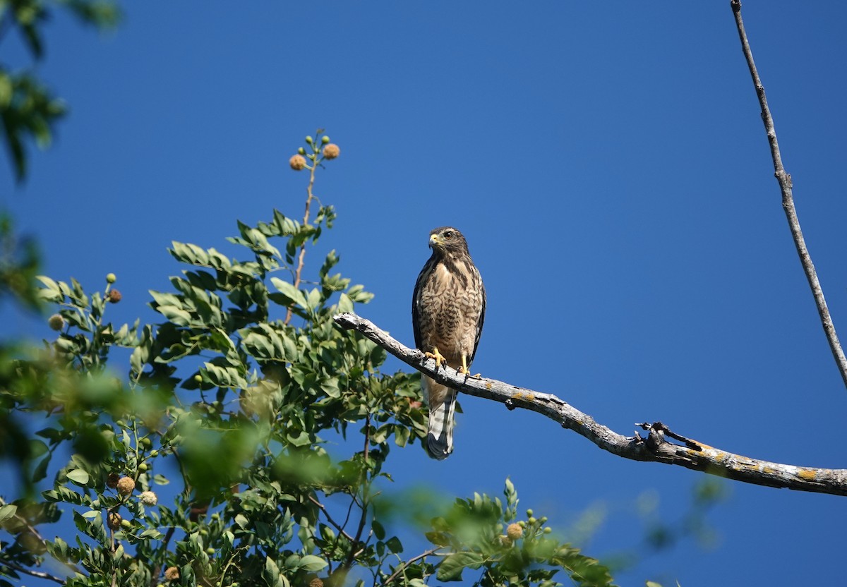 káně krahujová [skupina magnirostris] - ML645745956