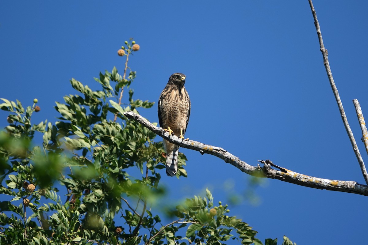 káně krahujová [skupina magnirostris] - ML645745957