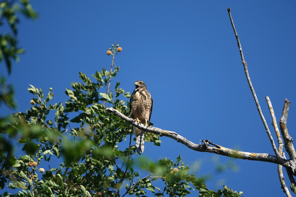 káně krahujová [skupina magnirostris] - ML645745958