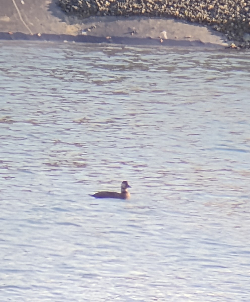 amerikasvartand - ML645745964