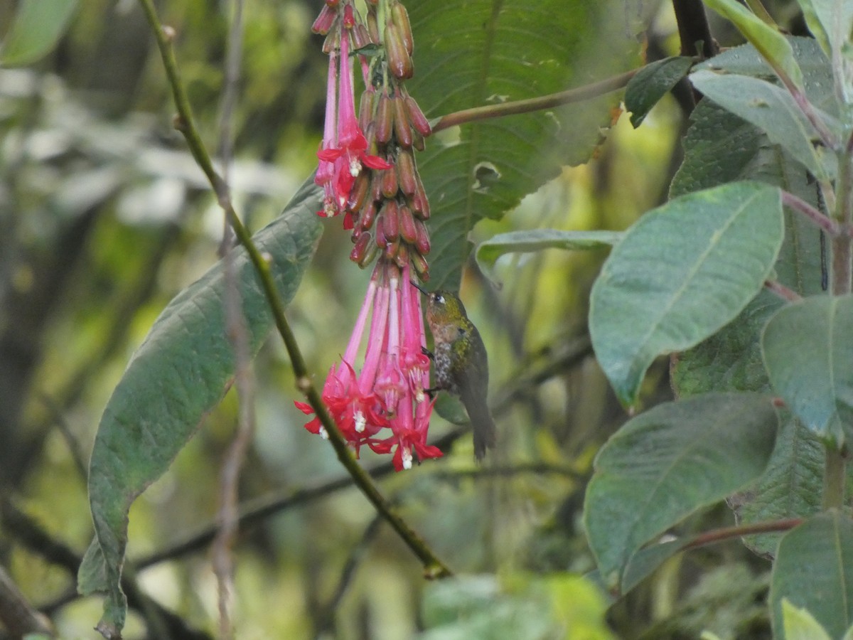 Tyrian Metaltail - ML645745966