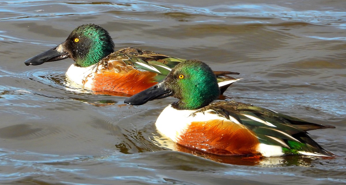 Northern Shoveler - ML645745968