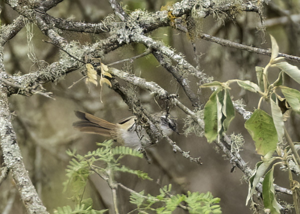 Necklaced Spinetail - ML645745970
