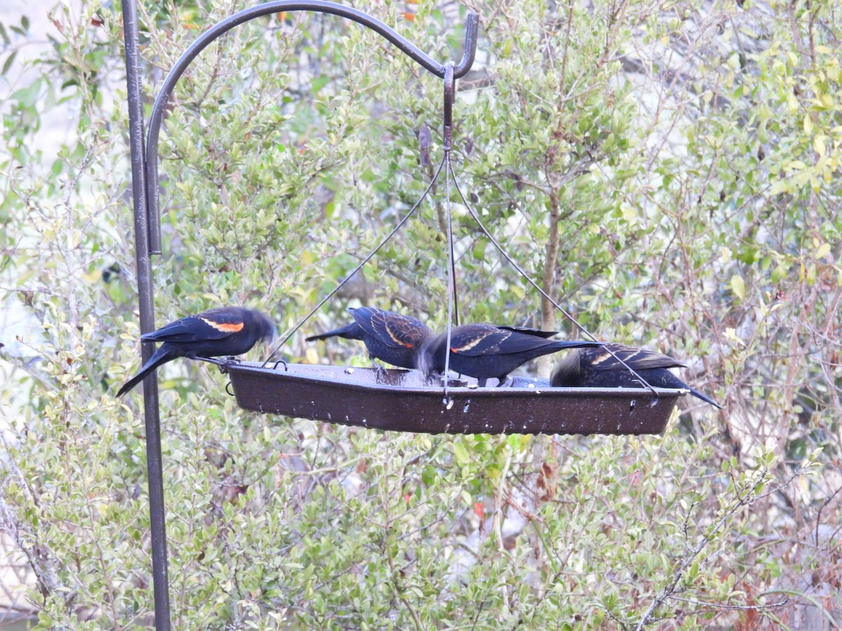 rødvingetrupial - ML645745973