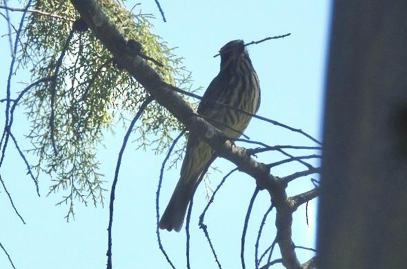 stripetyrann - ML645745975