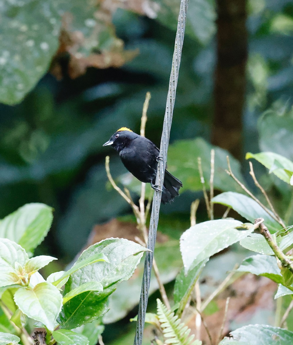 gyllenissetanagar - ML645745976