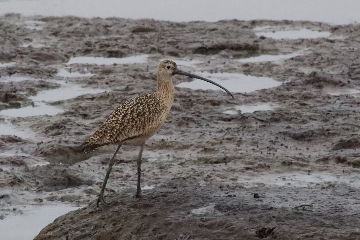 langnebbspove - ML645745977