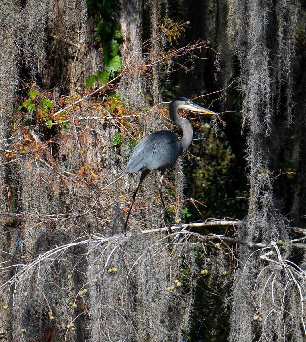 herodiashegre - ML645745978