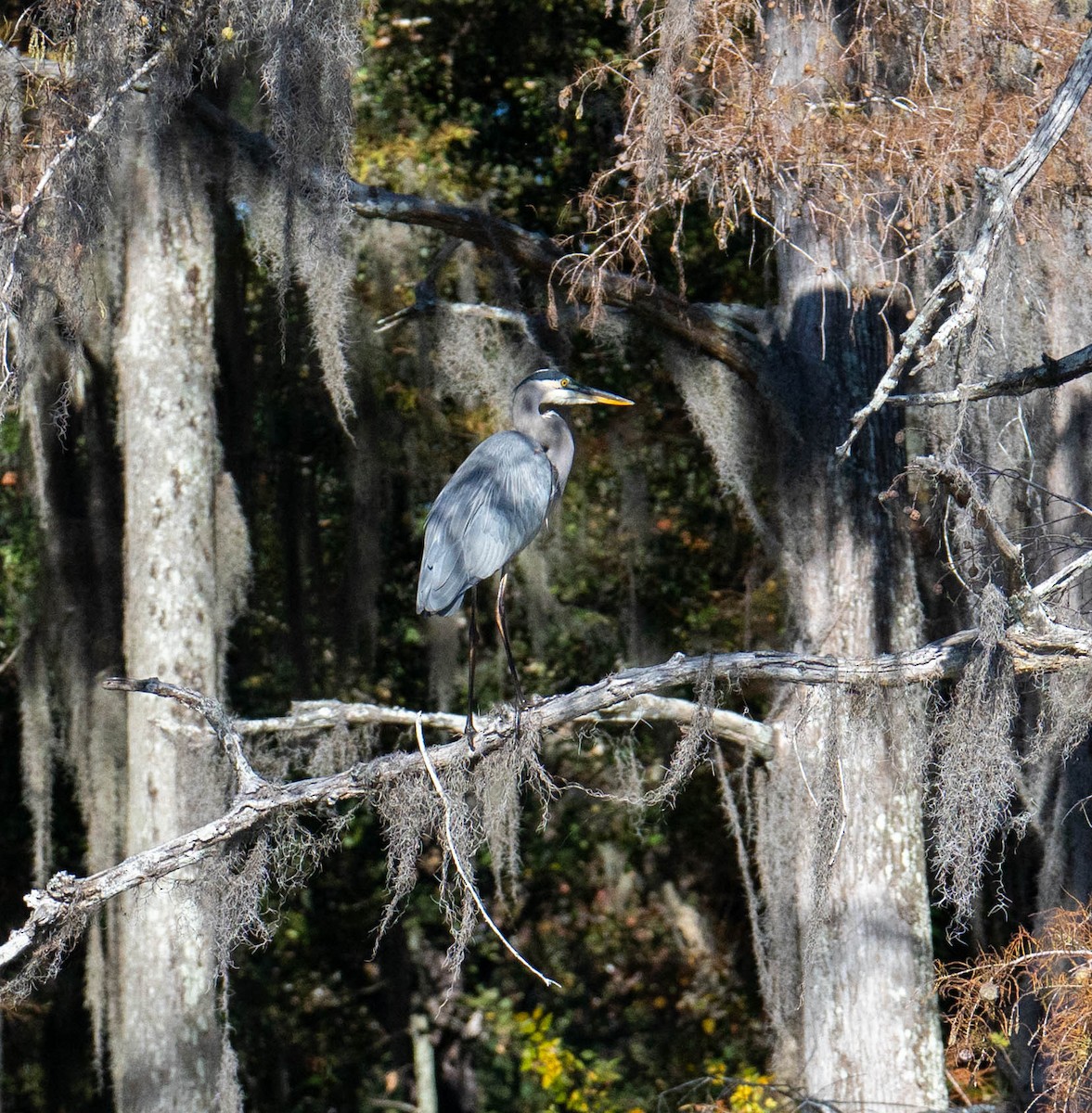 herodiashegre - ML645745979