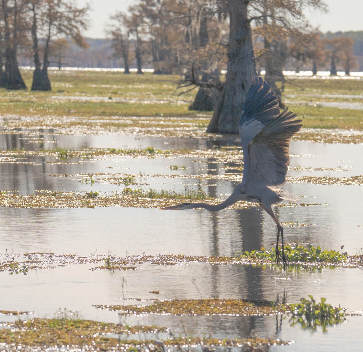 herodiashegre - ML645745980