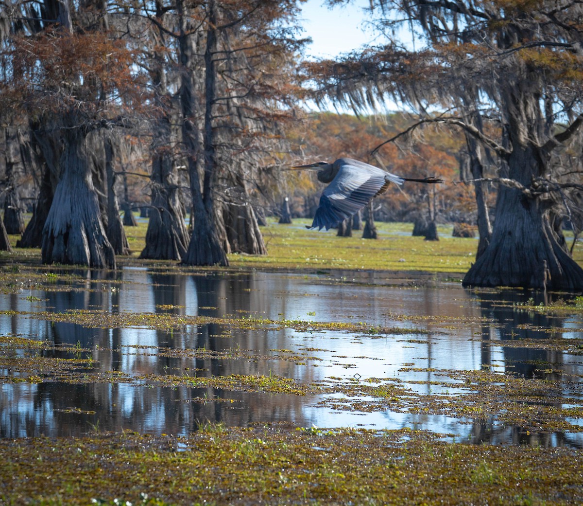 herodiashegre - ML645745981