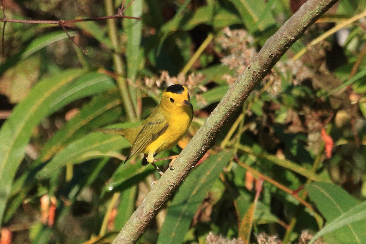 kalottparula - ML645745982