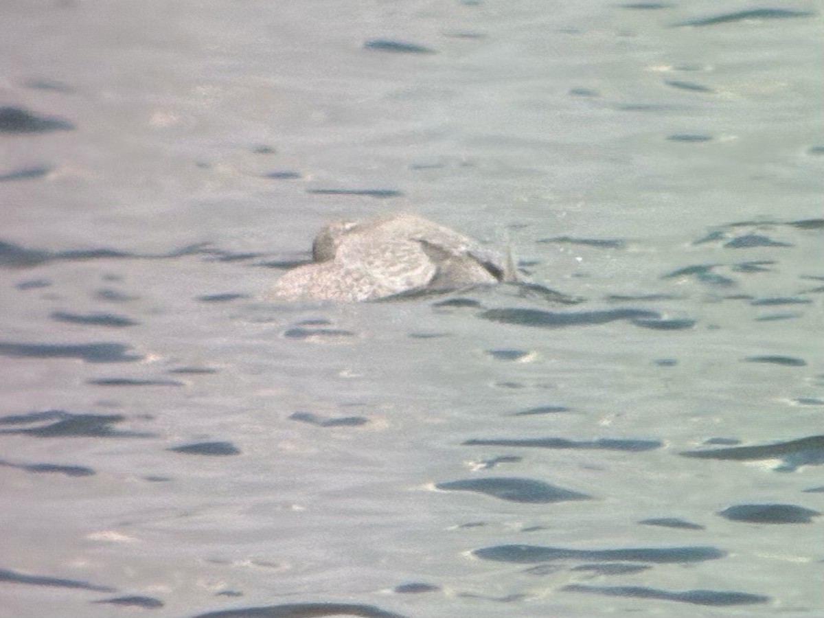 grønlandsmåke - ML645745983