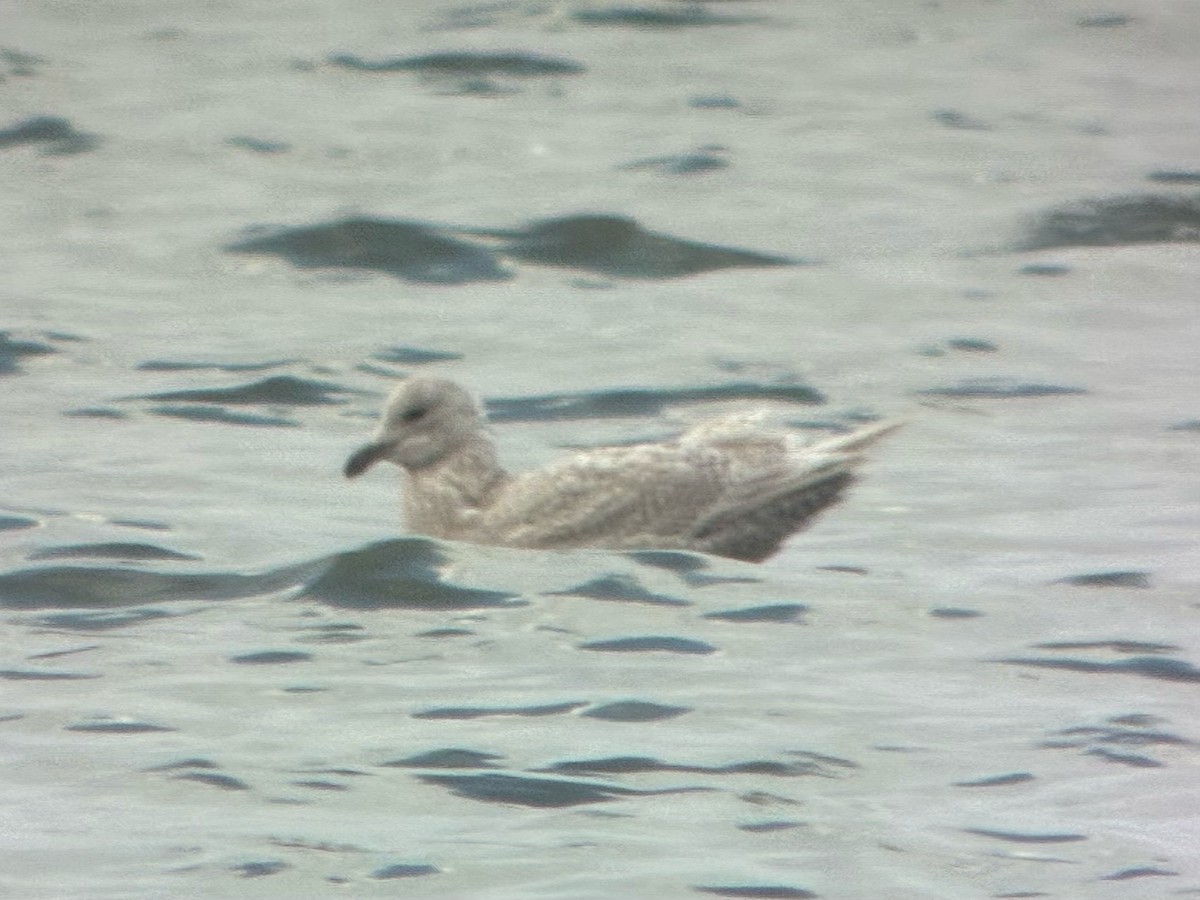 grønlandsmåke - ML645745984