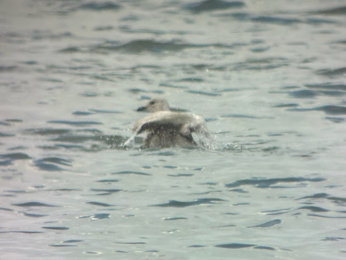 grønlandsmåke - ML645745985