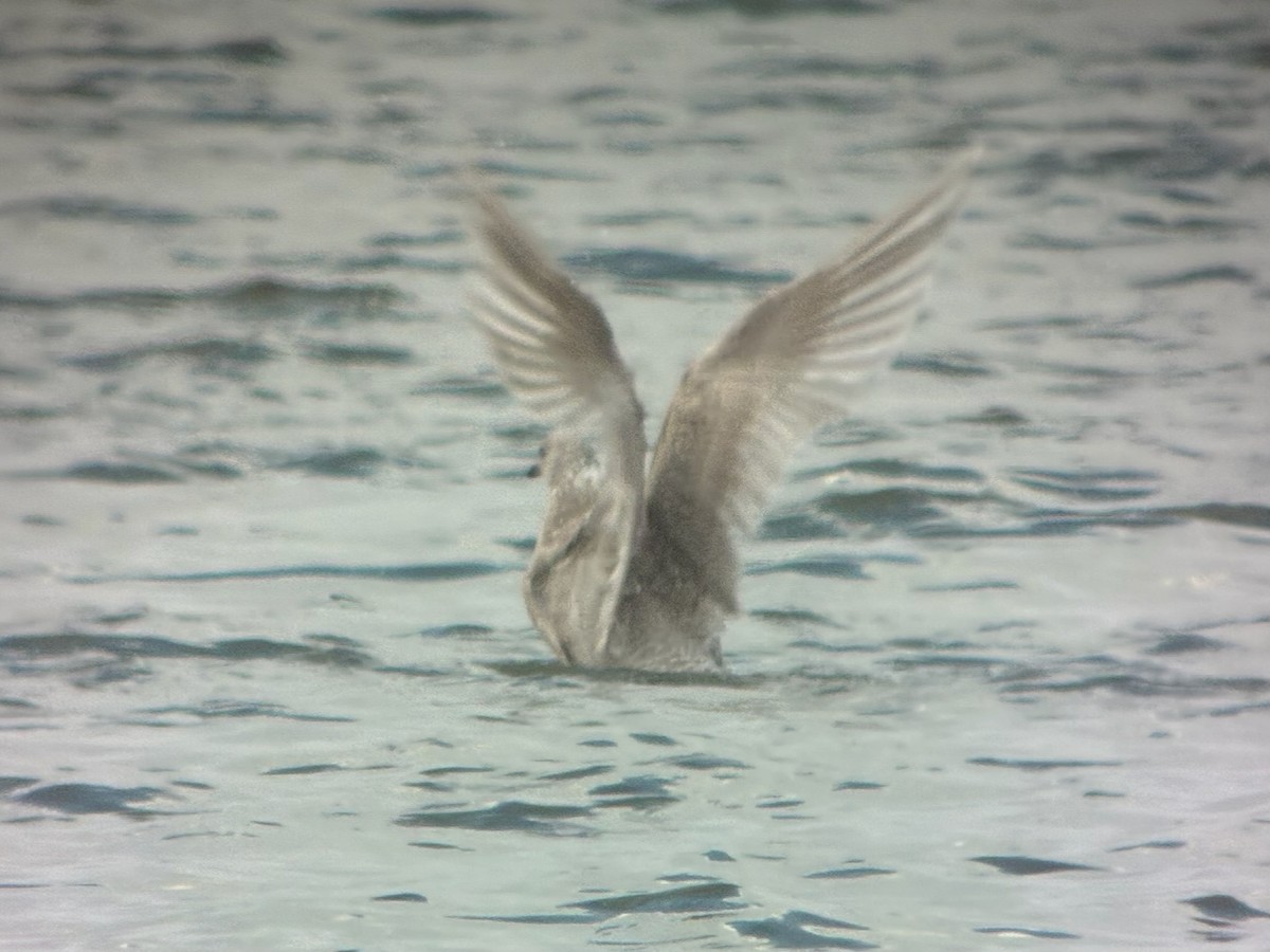 grønlandsmåke - ML645745986