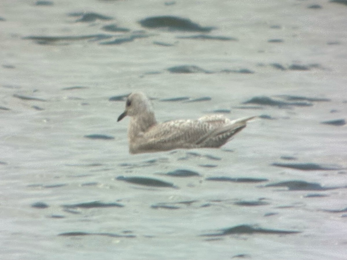 grønlandsmåke - ML645745987